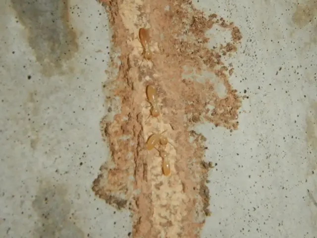 ★（株）相模総合住設★業界20年超★5年保証★施工記録写真お渡し★アフターケア付サービスの画像