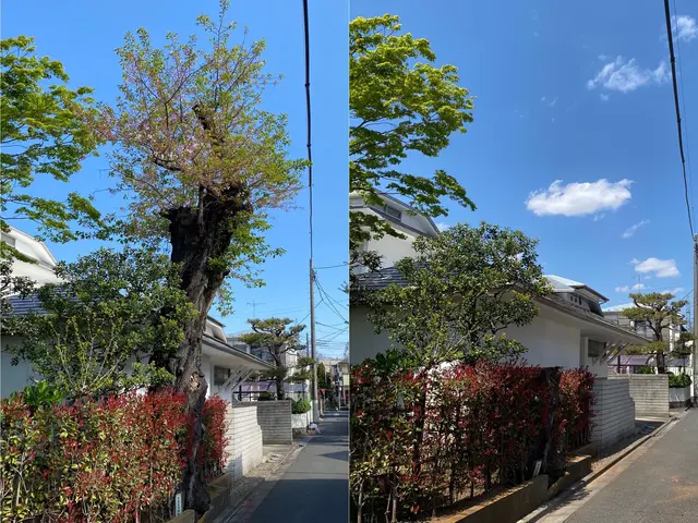 台風被害対応可能！バッテリーチェンソーの使用で騒音を出しません！サービスの画像