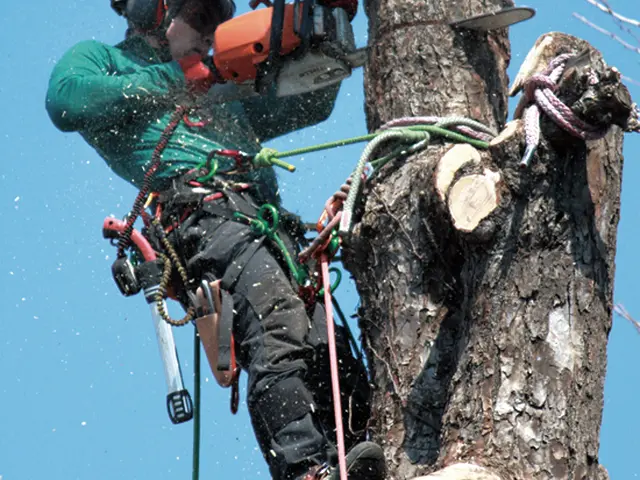 台風被害対応可能！バッテリーチェンソーの使用で騒音を出しません！サービスの画像