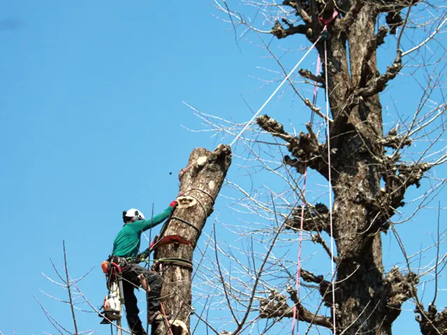 台風被害対応可能！バッテリーチェンソーの使用で騒音を出しません！サービスの画像