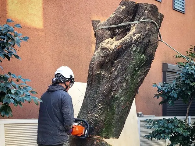 台風被害対応可能！バッテリーチェンソーの使用で騒音を出しません！サービスの画像