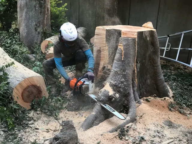 台風被害対応可能！バッテリーチェンソーの使用で騒音を出しません！サービスの画像