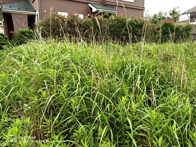 草刈り機使用による草刈りサービスの画像