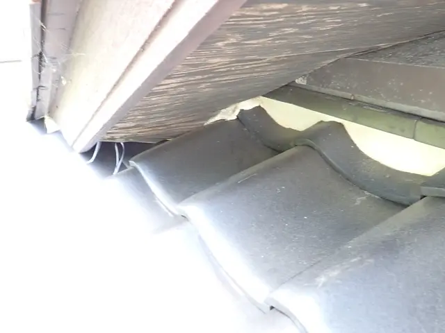 【業歴20年】ハクビシン・アライグマ・イタチ駆除｜再発防止まで対応サービスの画像