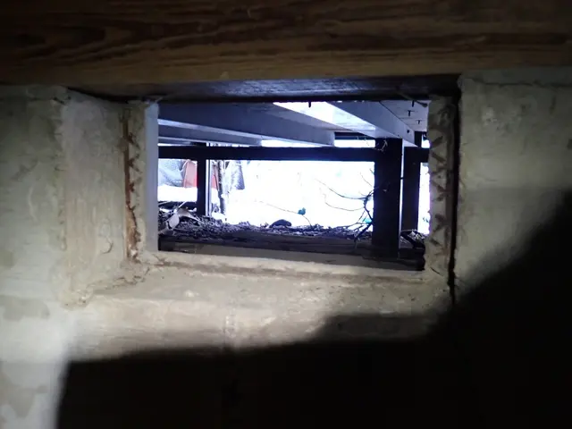 【業歴20年】ハクビシン・アライグマ・イタチ駆除｜再発防止まで対応サービスの画像