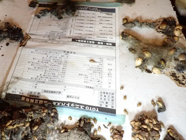 【業歴20年】ハクビシン・アライグマ・イタチ駆除｜再発防止まで対応サービスの画像