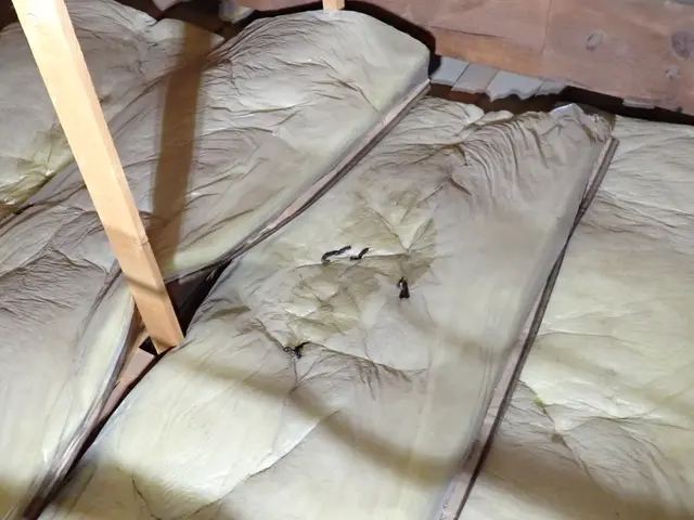 【業歴20年】ハクビシン・アライグマ・イタチ駆除｜再発防止まで対応サービスの画像