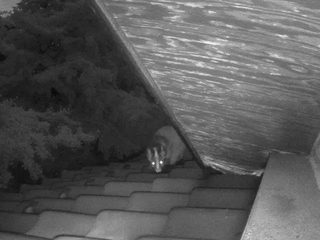 【業歴20年】ハクビシン・アライグマ・イタチ駆除｜再発防止まで対応サービスの画像