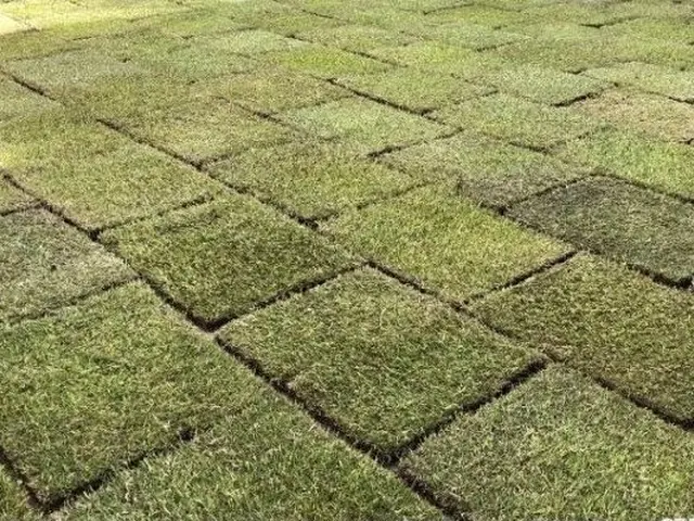 ●芝張り●女性スタッフ同行可能●代官山新築高級マンションの植栽作業の経験ありサービスの画像