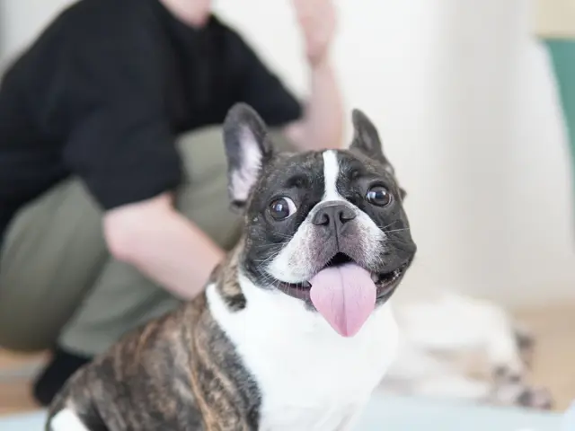 愛玩動物看護師 14年の経験と400件以上の実績！ワンちゃんの健康を第一に考えるサービスの画像