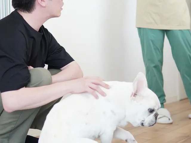 愛玩動物看護師 14年の経験と400件以上の実績！ワンちゃんの健康を第一に考えるサービスの画像
