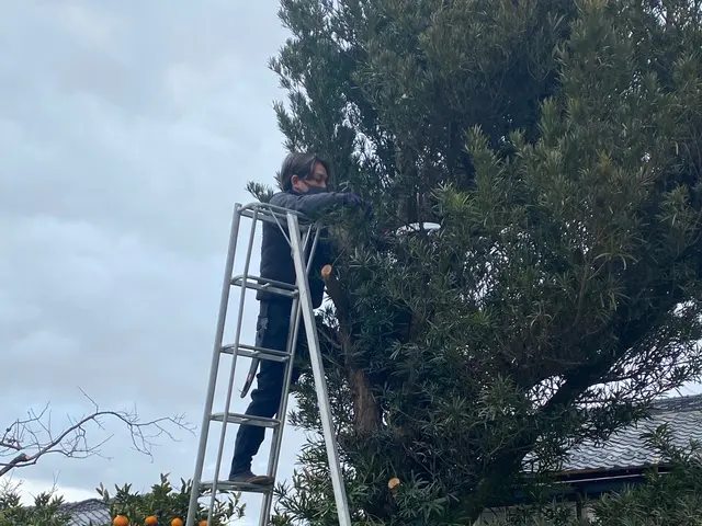 ★高木伐採/特殊伐採なら弊社へ★ お客様のご予算に合わせたご提案致します･:*+サービスの画像
