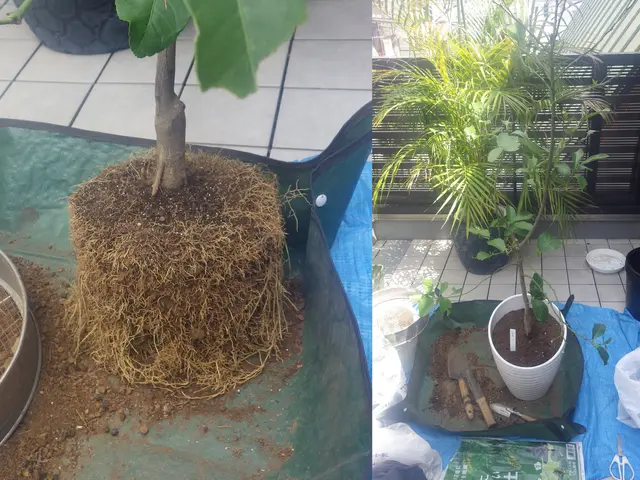 歴60年のベテラン庭師が対応。庭木の事ならなんでもご相談くださいサービスの画像