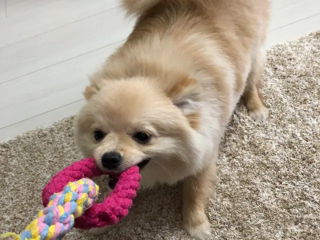 【新規受付休止中】大切なご家族を愛情いっぱいにお世話します！サービスの画像