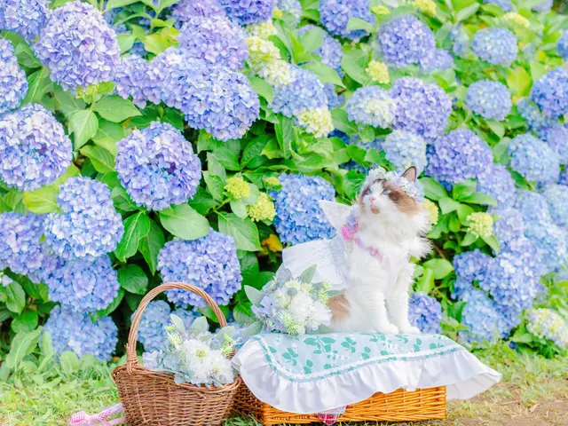 全国対応可能◎ペットok!動物、子供好きな私が対応します!!お花畑での撮影が得意