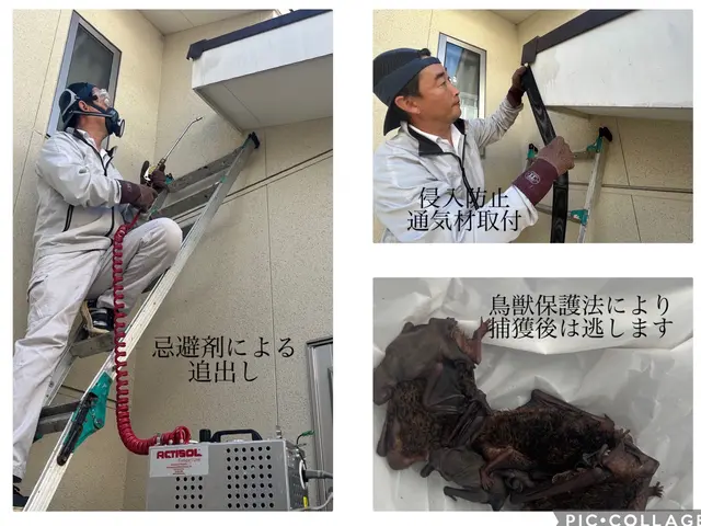 ★経験豊富な有資格者が対応☆コウモリの追出し☆糞の清掃除菌☆再侵入防止☆低価格サービスの画像