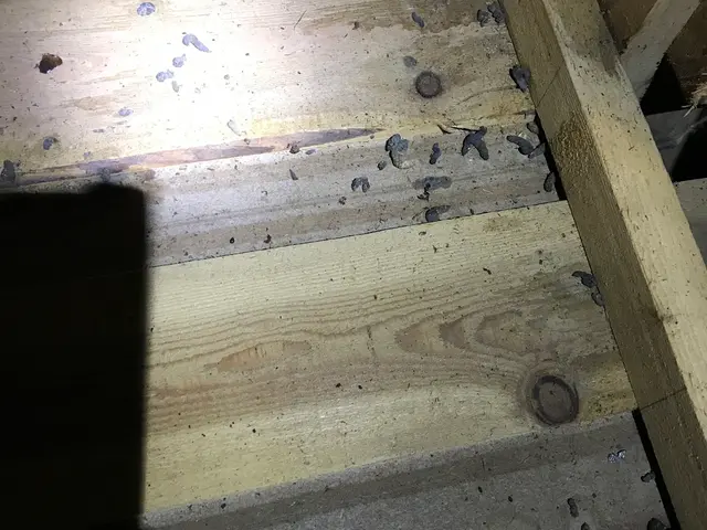 ☆ネズミ全般に対応。屋根裏二日間からの施工、先にお問い合わせ下さい。サービスの画像