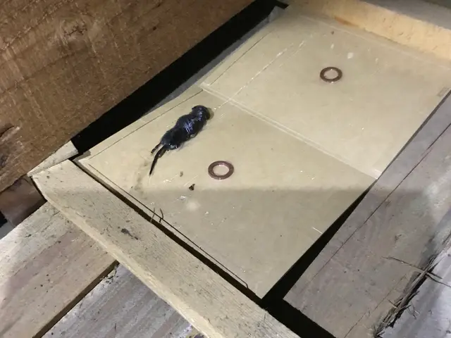 ☆ネズミ全般に対応。屋根裏二日間からの施工、先にお問い合わせ下さい。サービスの画像