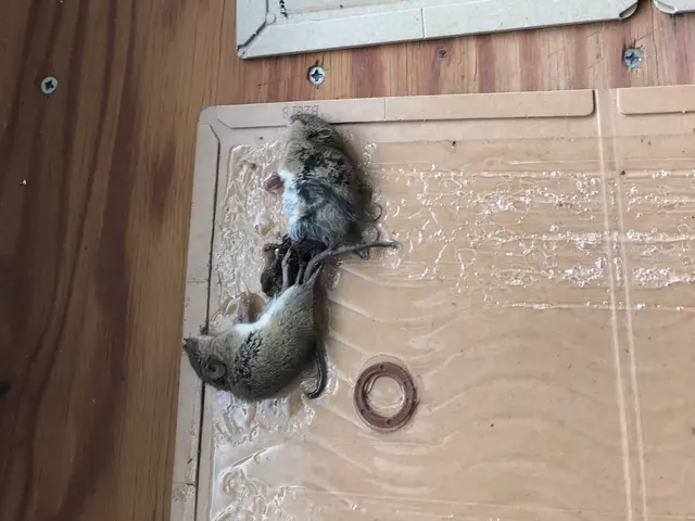 ☆ネズミ全般に対応。屋根裏二日間からの施工、先にお問い合わせ下さい。サービスの画像