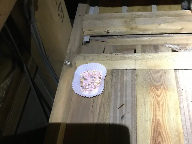 ☆ネズミ全般に対応。屋根裏二日間からの施工、先にお問い合わせ下さい。サービスの画像