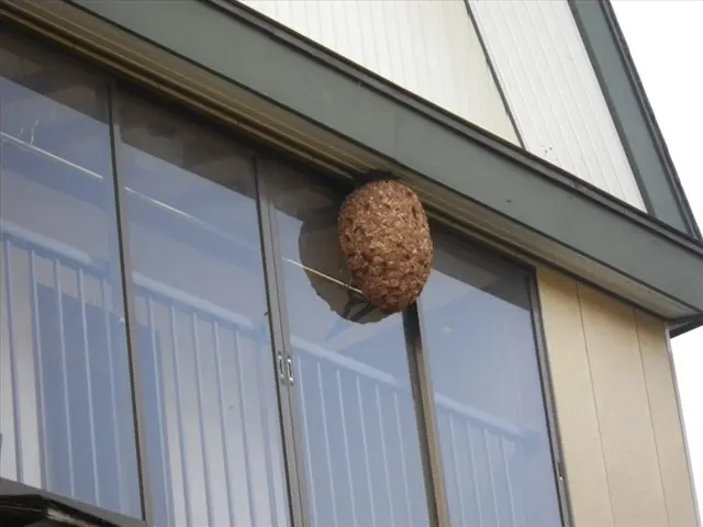 スズメバチの駆除・巣の撤去【300件以上の実績あり！】他のハチもご対応可能です！サービスの画像