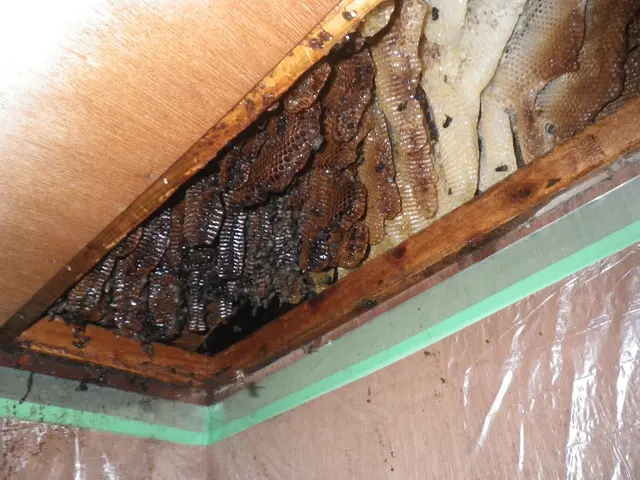 スズメバチの駆除・巣の撤去【300件以上の実績あり！】他のハチもご対応可能です！サービスの画像