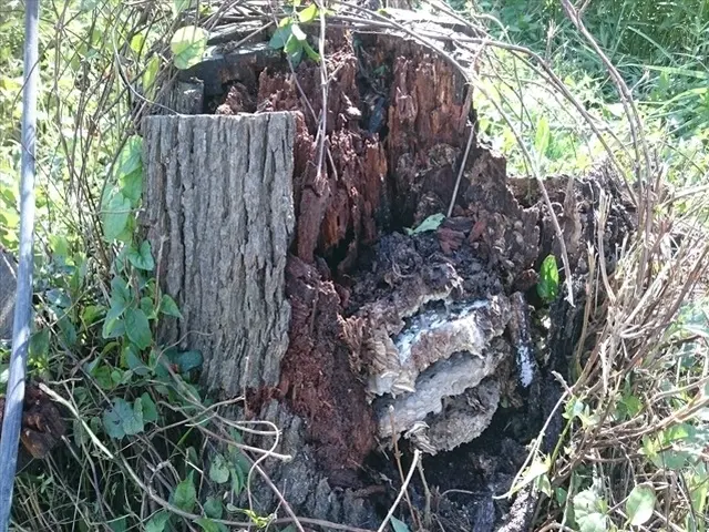 スズメバチの駆除・巣の撤去【300件以上の実績あり！】他のハチもご対応可能です！サービスの画像