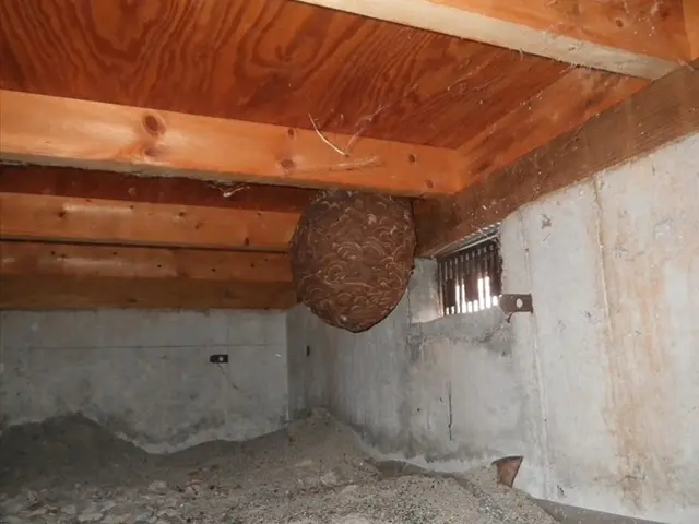 スズメバチの駆除・巣の撤去【300件以上の実績あり！】他のハチもご対応可能です！サービスの画像