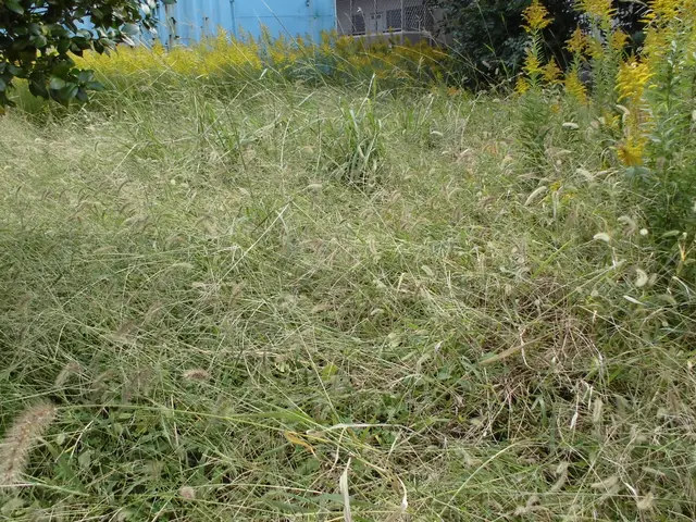 暑い夏の草刈りはプロにお任せください。ご満足いただけます。サービスの画像