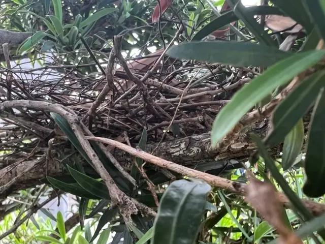 翌日可！有資格者によるカラス駆除&防止策！獰猛なカラスからの被害0目指す専門家！サービスの画像