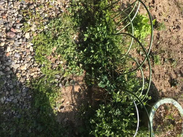 PayPay払い対応。サービスの画像