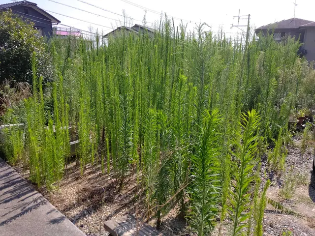 雑草どうにかしたいけど・・・どこからどうすれば・・・私共に丸投げして下さいサービスの画像