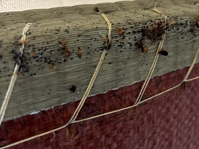 ☆新春キャンペーン料金50%オフ☆※予防のみの料金です【害虫駆除/トコジラミ】サービスの画像