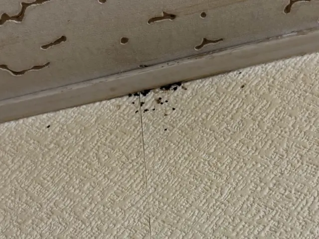 ☆新春キャンペーン料金50%オフ☆※予防のみの料金です【害虫駆除/トコジラミ】サービスの画像