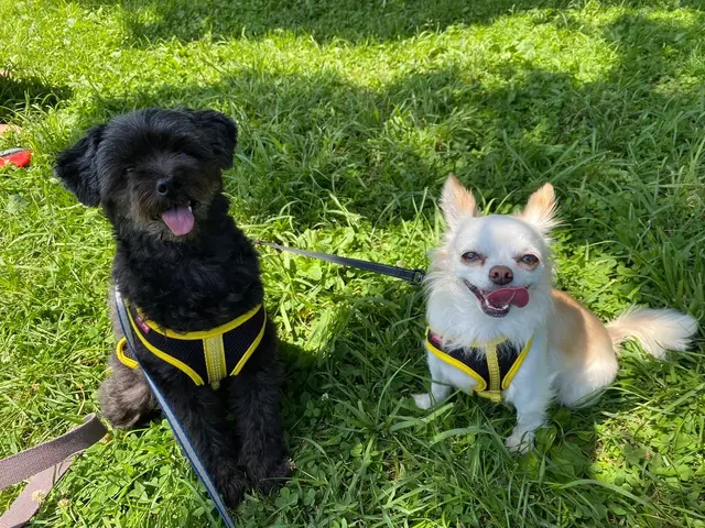 【公式】大型犬ならR&aに！まずはご相談を！サービスの画像