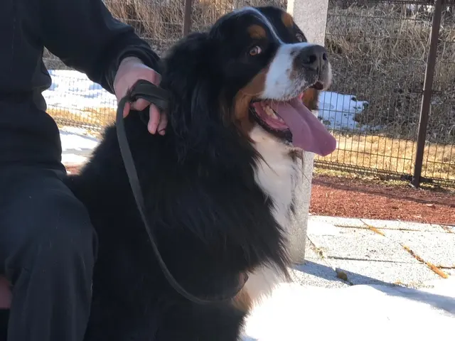 【公式】大型犬ならR&aに！まずはご相談を！サービスの画像