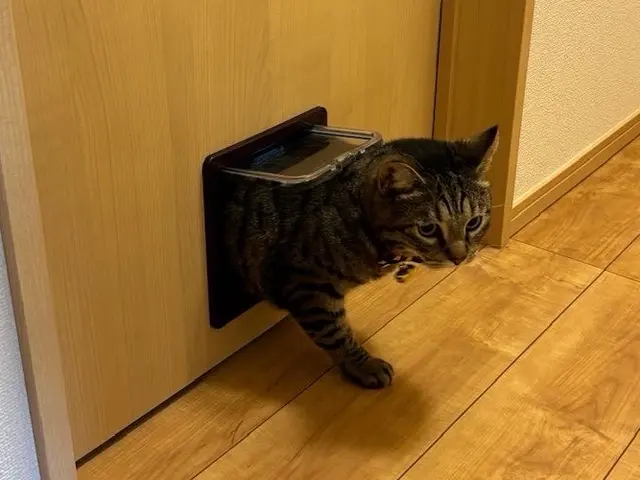 【完全自社施工！】愛するペットのために！ペットドア設置！サービスの画像