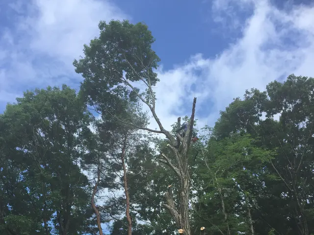 【地域密着・土曜も営業！】経験豊富なスタッフによる丁寧な庭仕事◆損保加入済サービスの画像