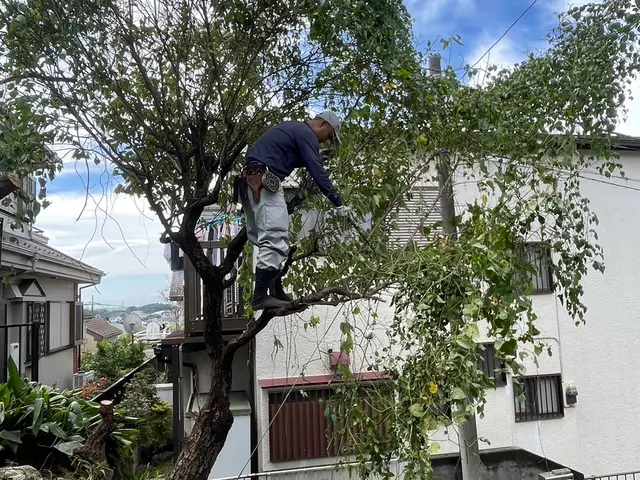 丁寧すぎる？！　よく言われます。庭木の剪定は山本企画へ！サービスの画像