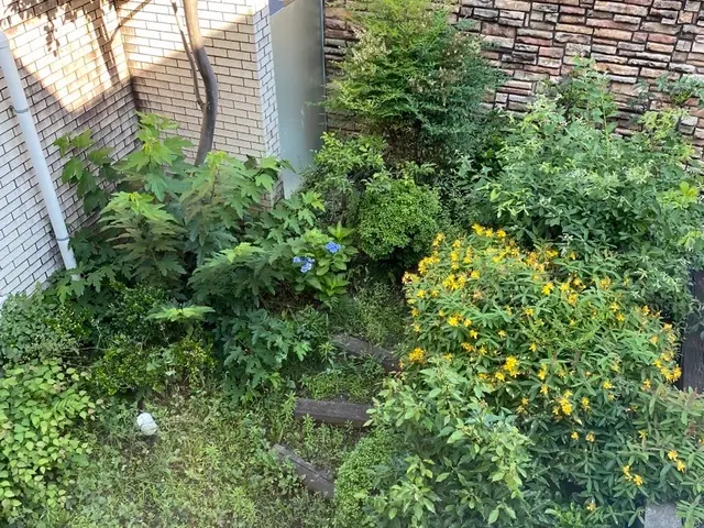 丁寧すぎる？！　よく言われます。庭木の剪定は山本企画へ！サービスの画像