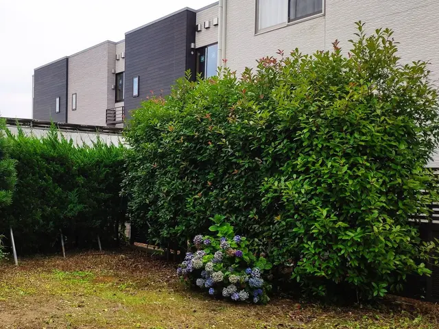 経験年数33年一級造園技能士の技術と知識で風通し良く綺麗に仕上げますサービスの画像