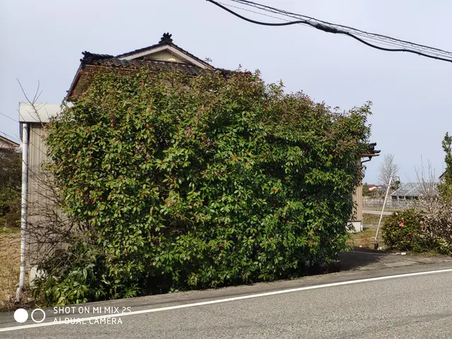 経験年数33年一級造園技能士の技術と知識で風通し良く綺麗に仕上げますサービスの画像