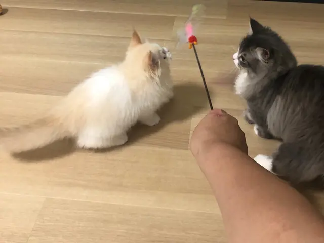 カウンセリング重視のペットシッター！ペットちゃんの性格を尊重しお世話いたします。サービスの画像