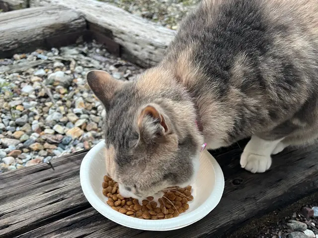カウンセリング重視のペットシッター！ペットちゃんの性格を尊重しお世話いたします。サービスの画像