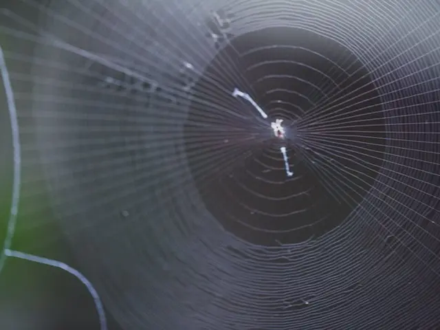 【受付中】くもの巣駆除ならお任せ下さい。安心駆除で行います！サービスの画像