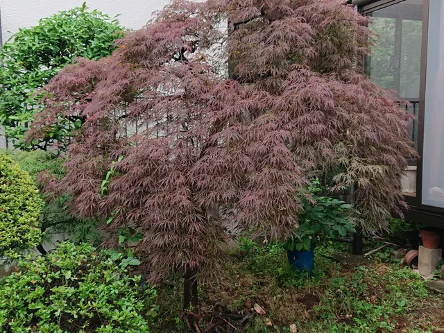 一級造園技能士◎損害賠償保険に加入済み◎作業実績15年◎サービスの画像