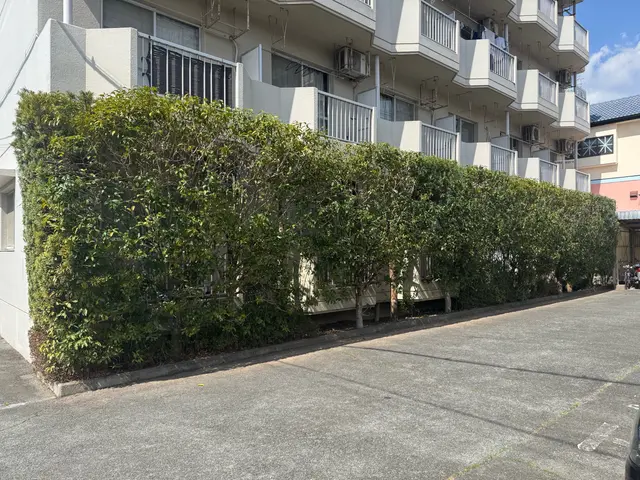 「植え込み・生垣剪定｜回収費込み」サービスの画像