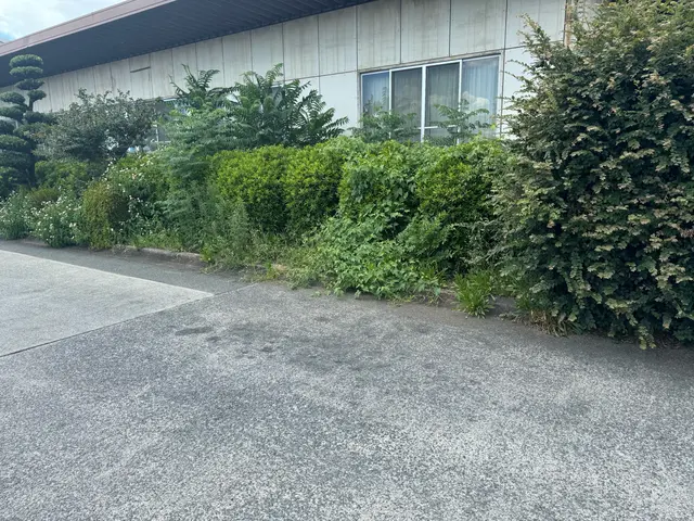 「植え込み・生垣剪定｜回収費込み」サービスの画像