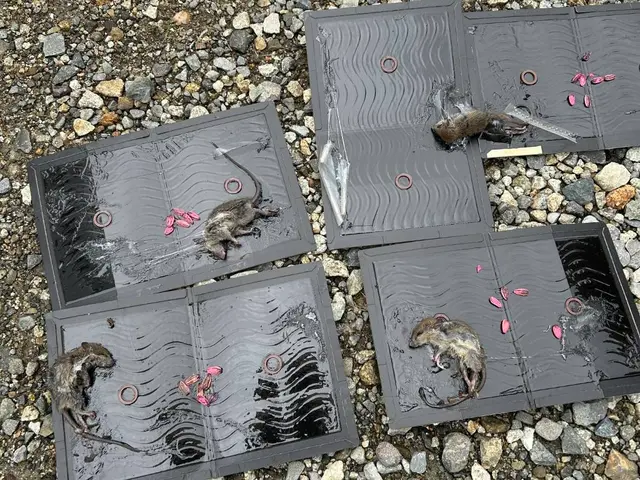 ネズミ駆除お任せください！トムはいいけどジェリーは、、、安心安全な生活の為に！サービスの画像