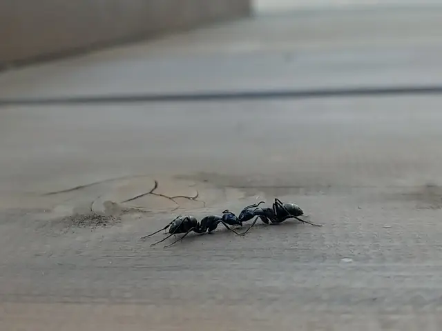 クロアリ防除施工サービスの画像